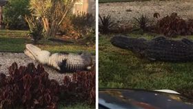 畫面流出！被獵人套中繩索　大鱷魚「死亡翻滾」掙扎逃命（圖／翻攝自Collier County Sheriff's Office臉書）