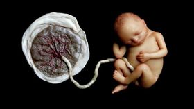 嬰兒,胎盤（圖／翻攝自微博）