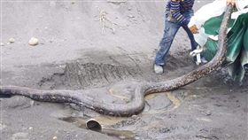 屏東,斜張橋,蟒蛇,怪手,疏濬工程