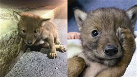 美國,麻薩諸塞州,郊狼,警員,毛小孩,超萌。翻攝自《the dodo》網站