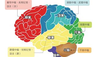 中風打擊家庭 帥醫提醒預防五大重點