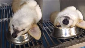 柯基,飼料碗,睡覺（圖／翻攝自小佳寵物會社FB）