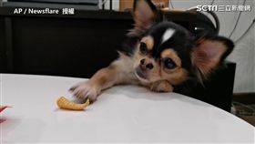 哭哭！世上最遙遠的距離　汪星人抓不到餅乾萌翻