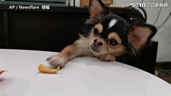 最遙遠的距離　汪星人抓不到餅乾萌翻