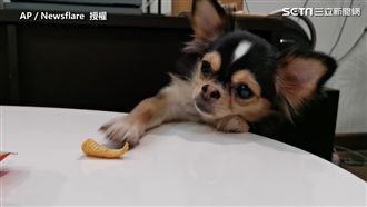 最遙遠的距離　汪星人抓不到餅乾萌翻