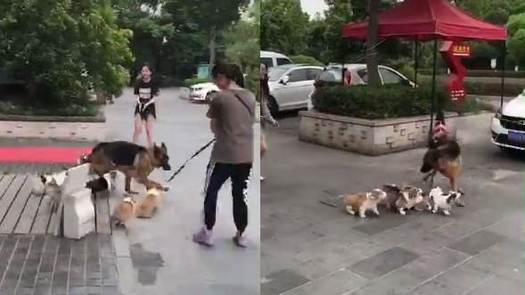 6柯基半路認親緊黏　狼犬嚇傻忙求救