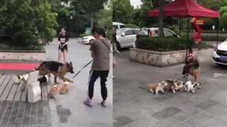 6柯基半路認親緊黏　狼犬嚇傻忙求救