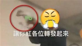 桃園,虐貓,高職生,肉搜,動保協會（圖／翻攝自貓咪也瘋狂俱樂部臉書）