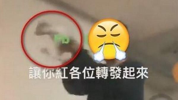 高職生空中猛甩虐幼貓　網友怒肉搜