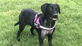 （圖／翻攝自Paragon Veterinary Referrals臉書）