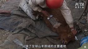 山羊遭金屬梳狂扯流血　慘忍取毛曝光（圖／翻攝自PETA 亞洲善待動物組織臉書）