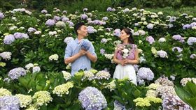 台北市產業發展局,竹子湖,繡球花,賞花,陽明山,繡球花季