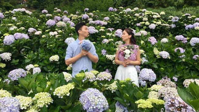 竹子湖繡球花爆發！上山必知交管措施