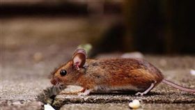 ▲香港去年9月驚爆全球首例鼠傳人E型肝炎病例。（示意圖／pixabay）