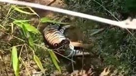 泰國女子行經野生動物保護區碰到老虎攔路。(圖/翻攝自Book Za Sooksun臉書)