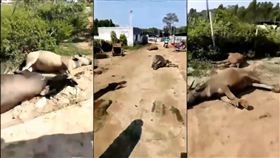 影／不只豬瘟、蟲害！中國疑再爆牛瘟　網崩潰：這什麼國家
圖／翻攝自埃風YouTube