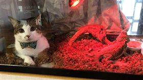 推主,貓,蜥蜴,飼育箱,箱子（圖／翻攝@ascot110 Twitter）