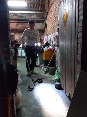 新北市,三峽,蛇,捕蛇,眼鏡蛇