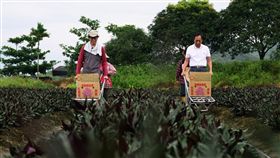 花蓮壽豐鄉農家下田採收_190517,郭台銘競選辦公室提供