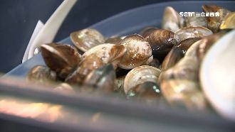 冷藏7天還活著！蛤蠣保鮮撇步報你知