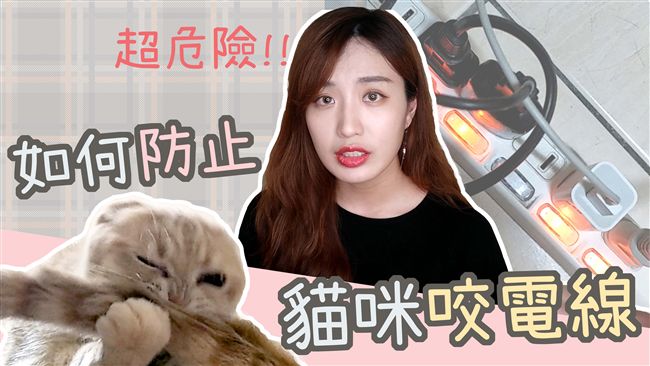 貓奴必知小撇步　如何預防貓咪咬電線