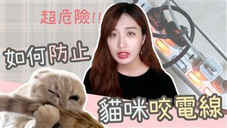 貓奴必知小撇步　如何預防貓咪咬電線
