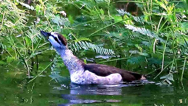 澎湖再現新鳥種　棉鴨過境停棲