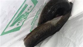 新竹,豪雨,淹水,鱸鰻,鰻魚（圖／翻攝自新竹大小事臉書）