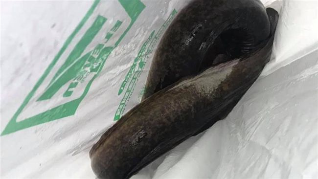 雨後撿到「黑色長條」　網驚：超高價