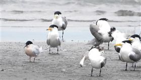 神話之鳥現蹤高屏溪黑嘴端鳳頭燕鷗（左2）被列為全球最瀕危的100個物種之一，特點為喙部為黃色，但其先端三分之一為黑色、最尖端部分為白色。目前全球數量約剩百隻，近來有1隻悄悄現蹤高屏溪出海口，讓鳥友們驚喜不已。（拍鳥俱樂部陳惠敏提供）中央社記者王淑芬傳真　108年5月17日