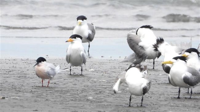 神話之鳥現蹤高屏溪　鳥友風聞搶拍