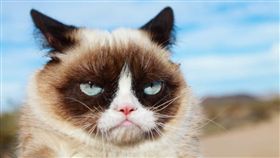 （圖取自facebook.com/TheOfficialGrumpyCat）