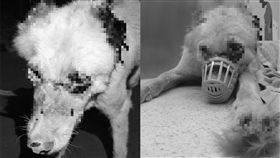 香港,虐狗,屯門（圖／翻攝自臉書毛孩守護者）