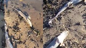 （圖／翻攝自YouTube）英國,鯊魚,魚翅