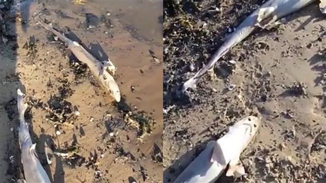 割掉魚鰭扔回海裡！上百鯊魚屍沖上岸