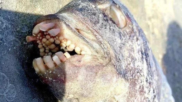 發毛！海邊魚屍驚見滿口「人類牙齒」