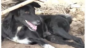 狗狗衝田裡狂吠，飼主驚「土裡有一條嬰兒腿」！（圖／翻攝自衛報）