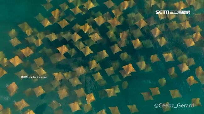 便條紙撒在海面？魟魚群游成美景