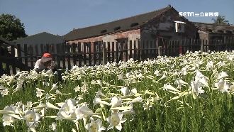 萬朵百合綻放成祕境！花海隱身古厝旁
