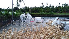 屏東佳冬某鴨場染禽流感　撲殺4153