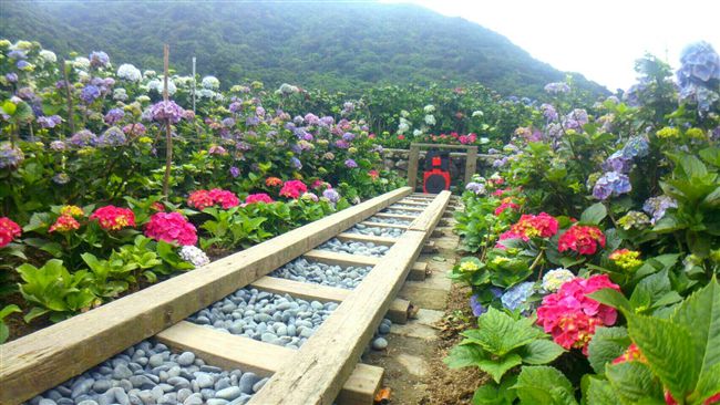 竹子湖海芋季起跑　北市提供防疫物資