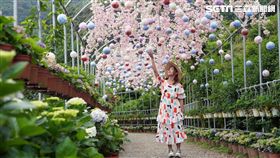 北市府產業局,竹子湖,繡球花,高家花園,花谷海芋園,財福海芋田,名陽匍休閒農莊,大賞園,花與樹園藝,大梯田生態農園,曹家花田香
圖／翻攝自北市府官網