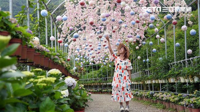 竹子湖繡球花季登場　必知7大打卡地