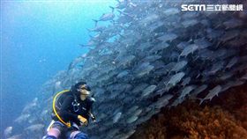 陳耀恩,Ean Chen,Bohol,薄荷島,傑克魚風暴,傑克魚
勿用