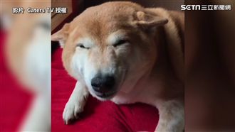 超萌柴柴「開飛機」療癒笑容融化網友