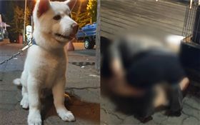南韓,幼犬遭性侵,珍島犬（圖／翻攝自kjddok_kakaotalk IG）