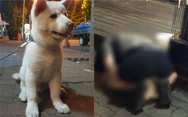獸男撲倒性侵…幼犬遭蹂躪到無法排便