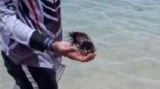 免費露天自助餐？小琉球潮間帶保育區驚見「破開海膽」！（圖／翻攝自爆院公社）