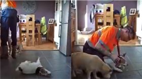 狗吃起司條噎到。（圖／翻攝自Joshua Aspey Twitter）