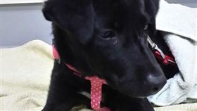 被移工擄走分食的浪犬小乖。(圖/翻攝自正修大狗幫臉書)